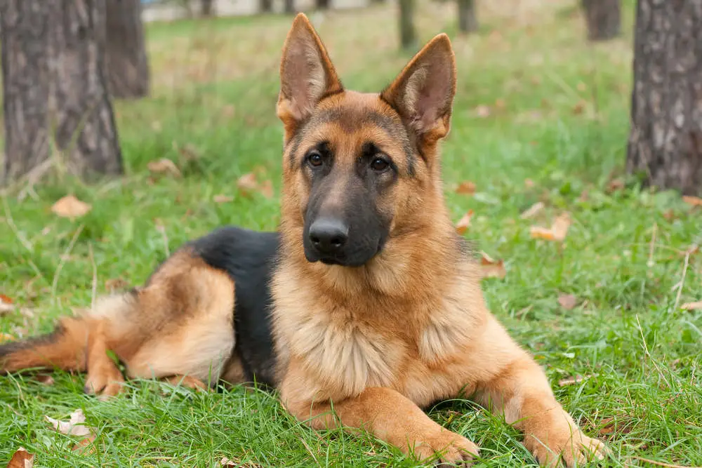 German Shepherd laying outside