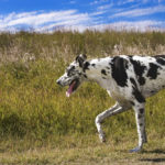Do Great Danes Need a Lot of Exercise?