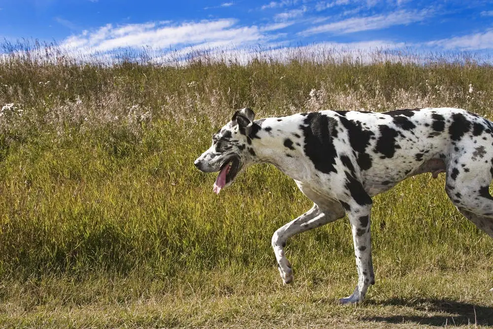 Great Dane exercising outside