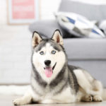 Are Huskies Good Apartment Dogs?