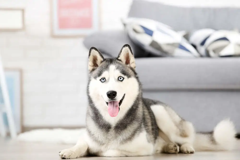 Husky in apartment