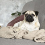 Are Pugs Lazy?