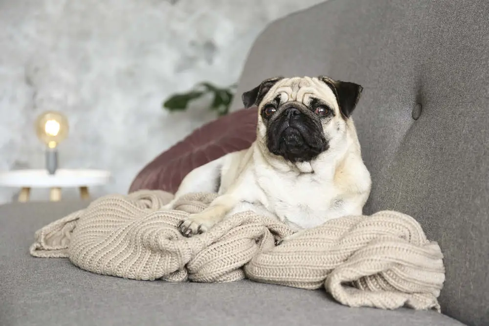 Lazy Pug on the couch