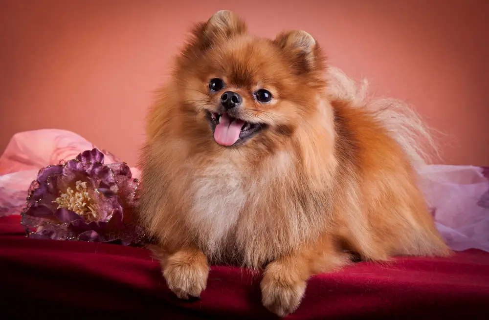 Pomeranian posing for a picture