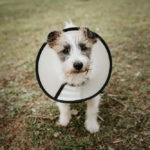 How Long Should a Puppy Wear a Cone After Being Neutered?