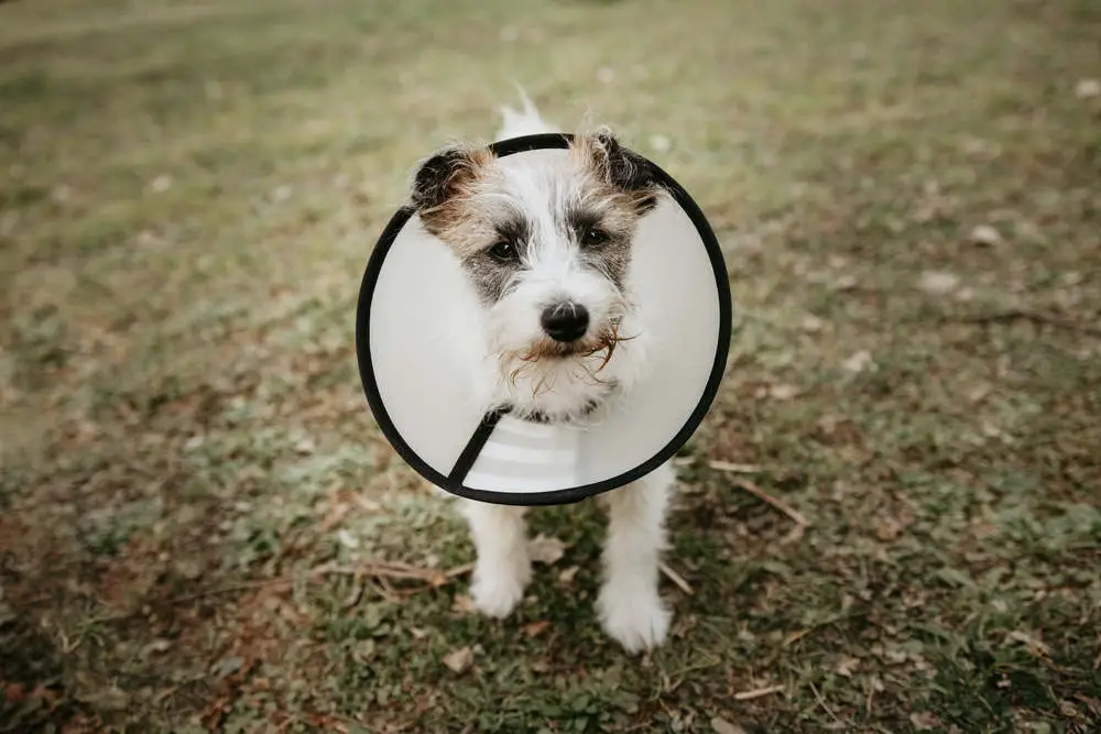 Puppy wearing cone after getting neutered