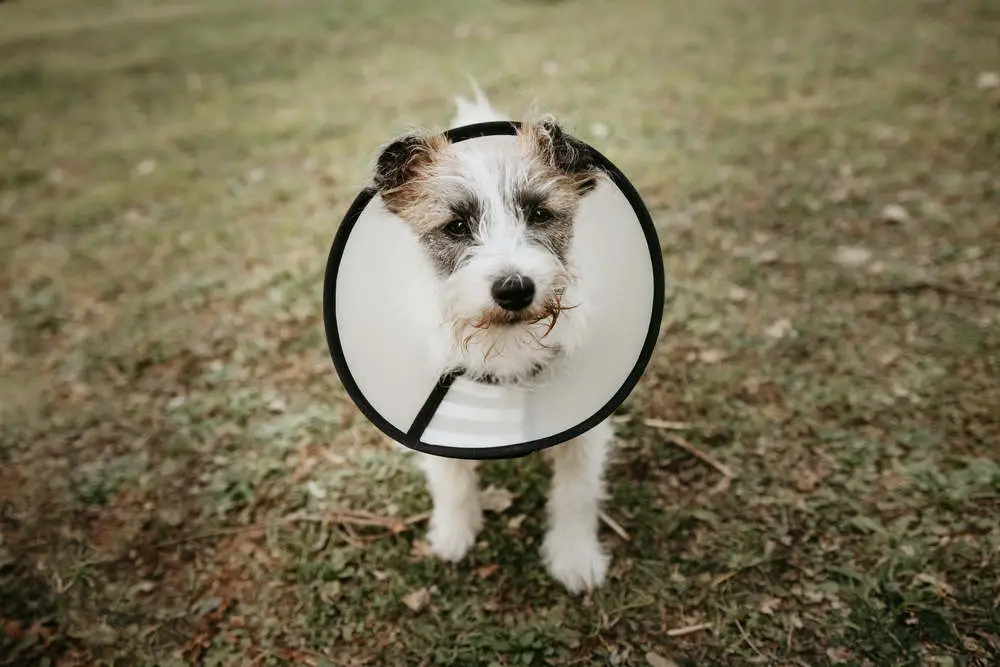 Jack Russell puppy wearing a cone after getting neutered