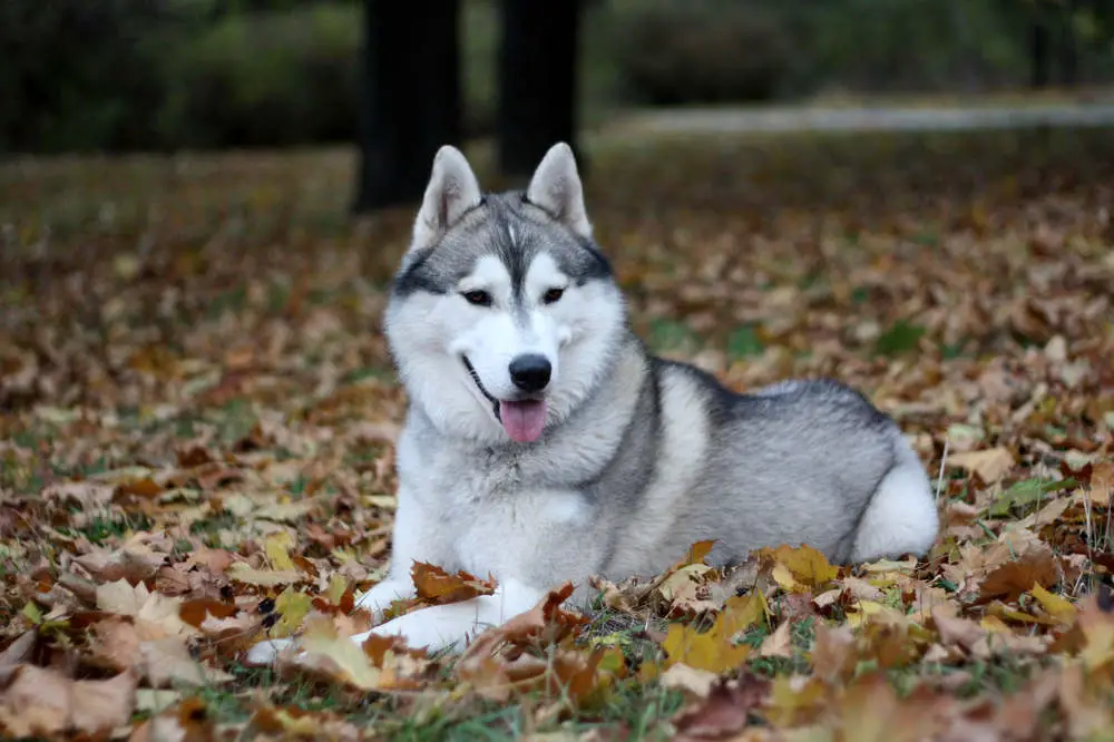 Siberian Husky in autumn