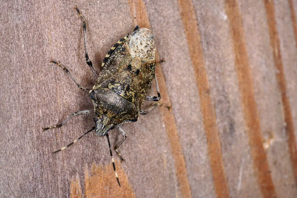 Closeup of stink bug