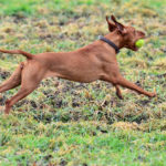 How Much Exercise Does a Vizsla Need?