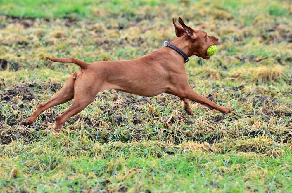 Vizsla running outside exercising with a ball