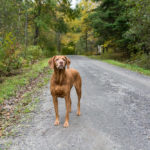 When Do Vizslas Go Gray?