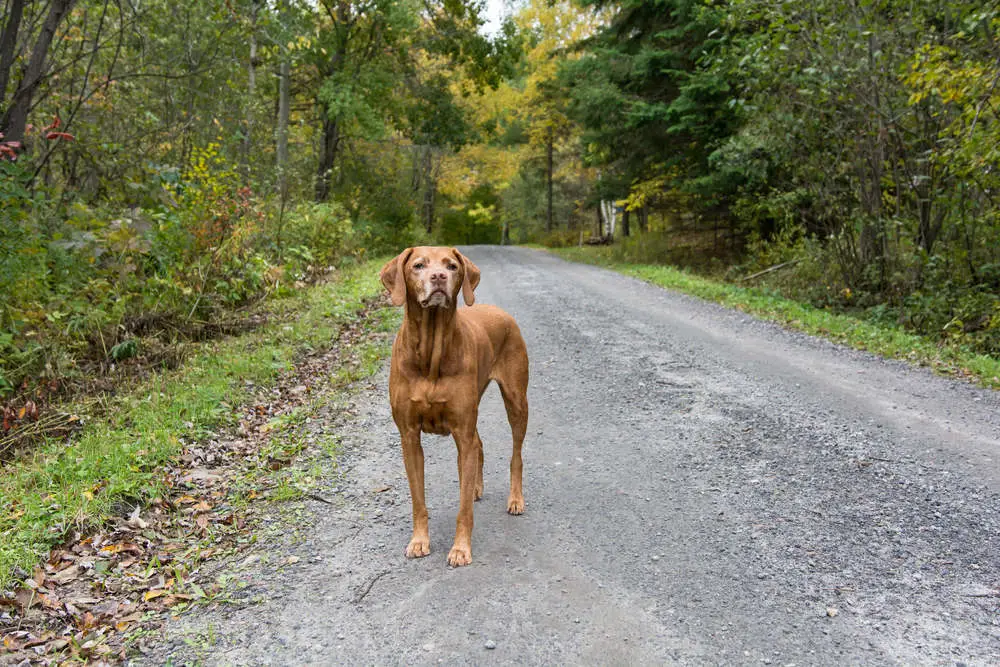 Older graying vizsla
