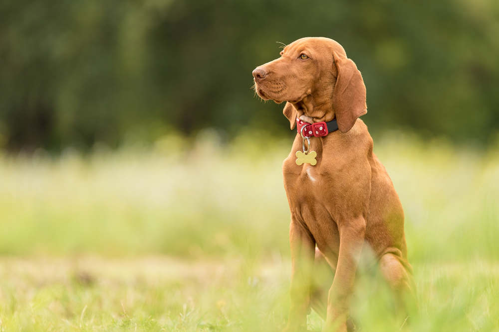 Is my Vizsla too skinny?