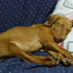 Where Should a Vizsla Sleep?