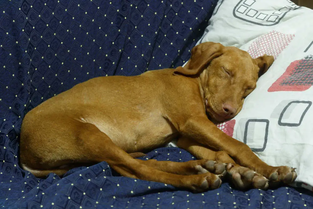 Vizsla sleeping on couch