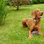 Can a Vizsla Be a Service Dog?