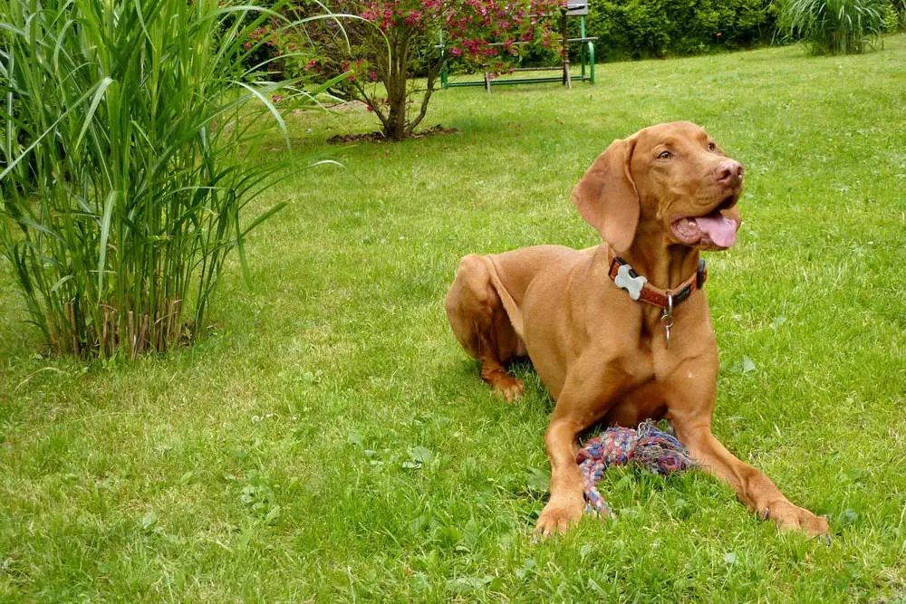 Vizsla waiting for command