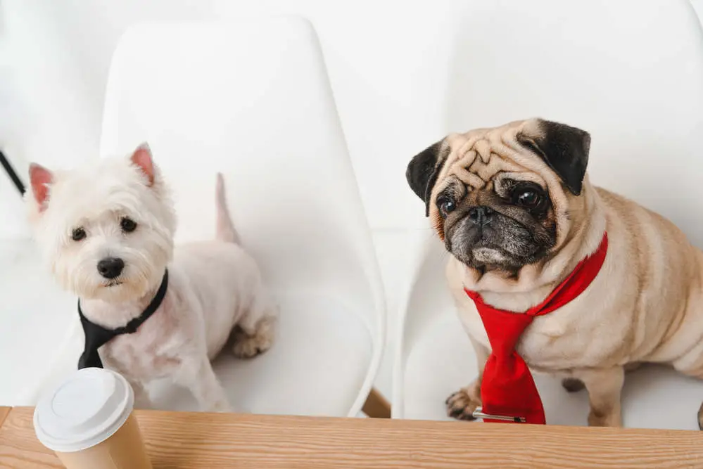Westie and Pug at a business meeting