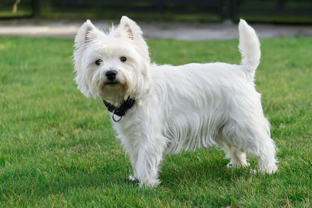 Westie standing outside in grass