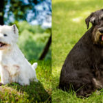 Westie vs Schnauzer: Which One Is Right For You?
