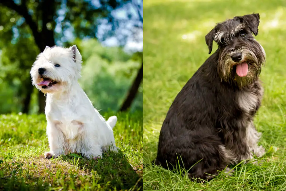 Westie vs Schnauzer