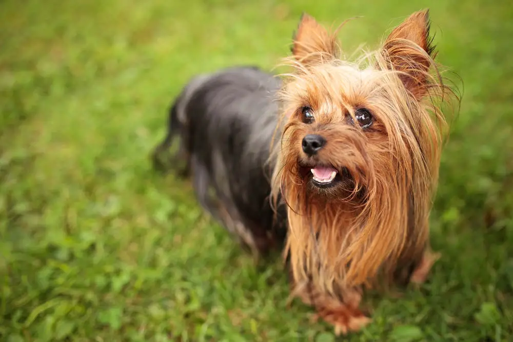 Smiling Yorkie closeup