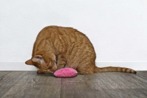 Cat playing with catnip toy