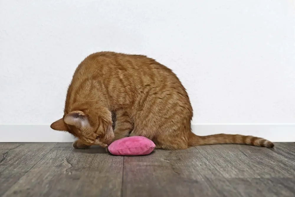 Cat playing with pink catnip toy