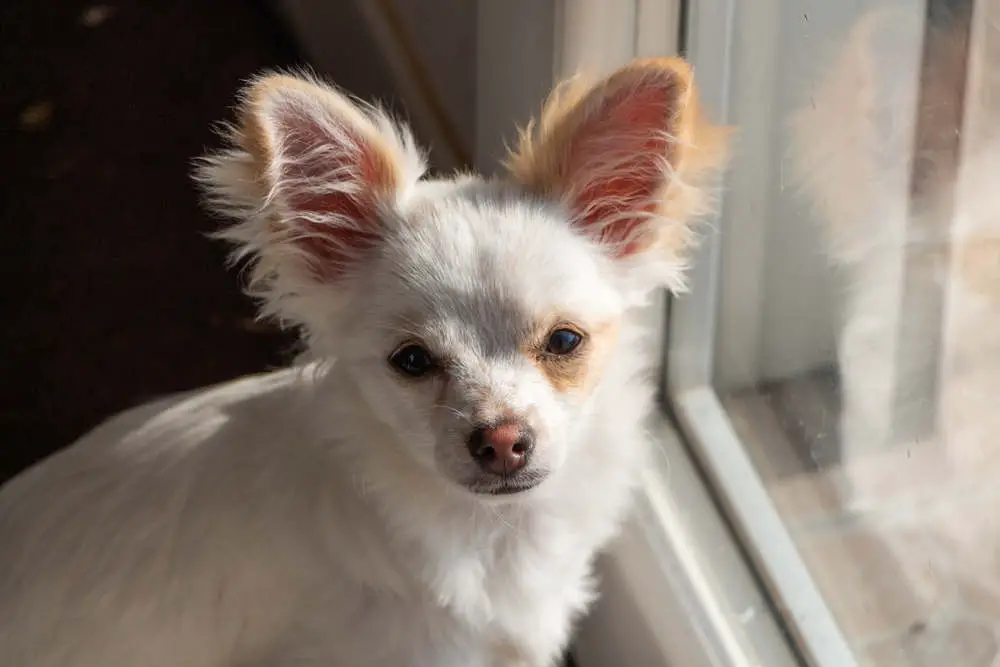 White Chihuahua face closeup