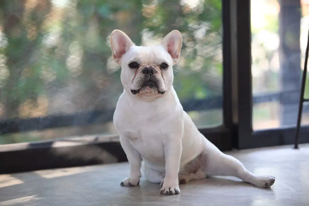 White French Bulldog