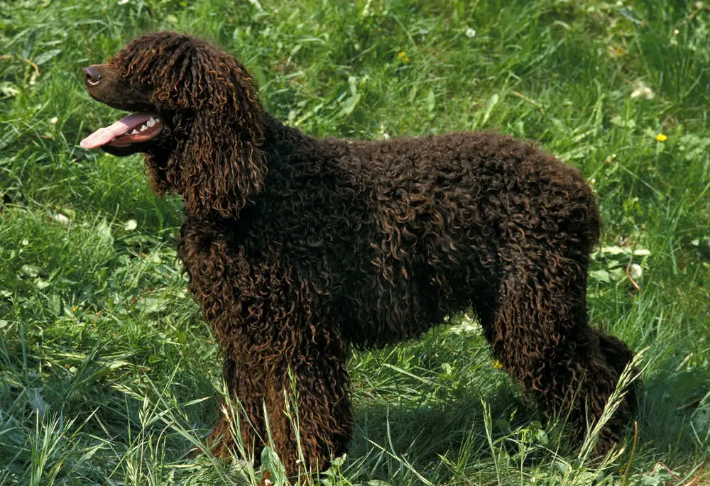 Irish Water Spaniel in grass