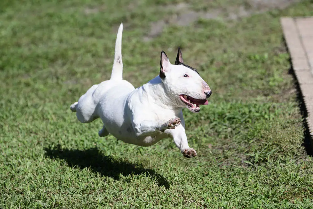 Miniature Bull Terrier