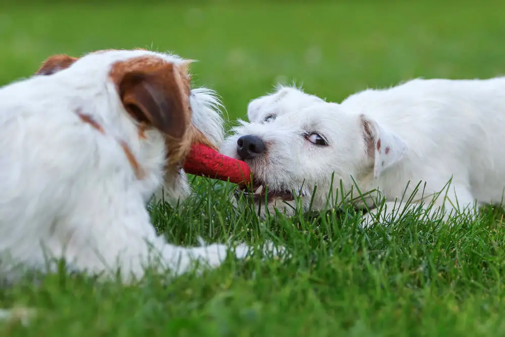 Parson Russell Terriers playing with a toy