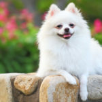 20 Popular Small White Fluffy Dog Breeds