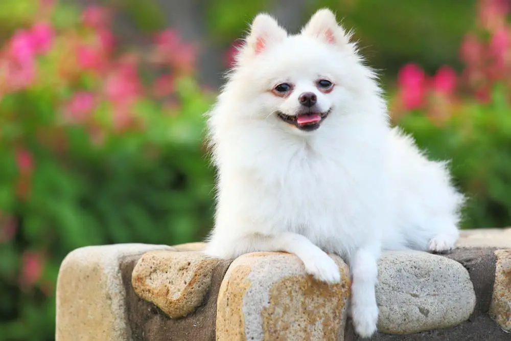 White Pomeranian