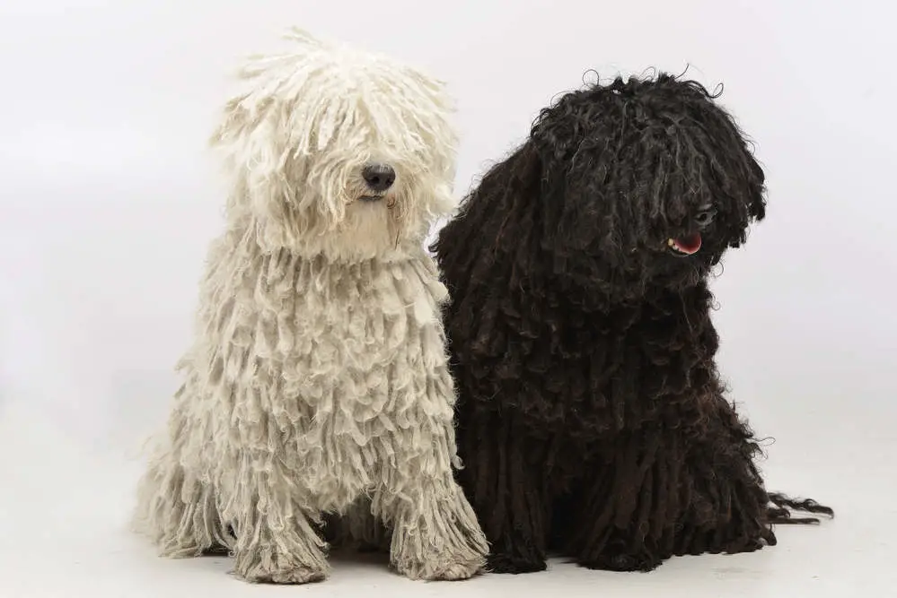 Two Puli dogs one white and one black