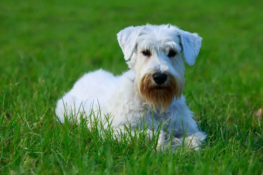 Sealyham Terrier in a meadow