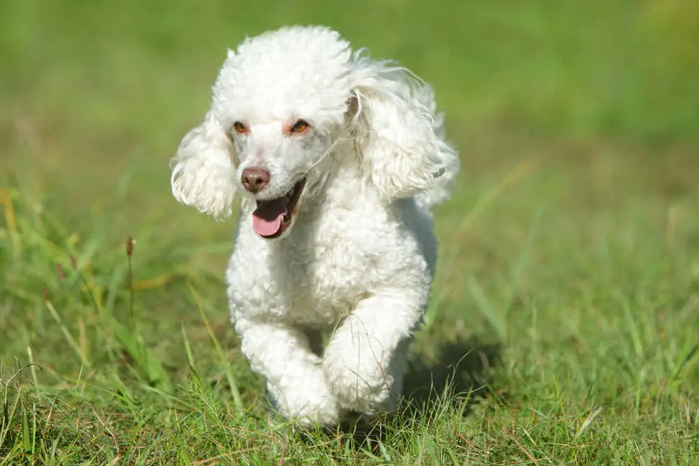 White toy poodle running