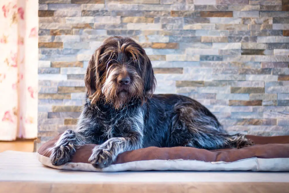 Wirehaired Pointing Griffon