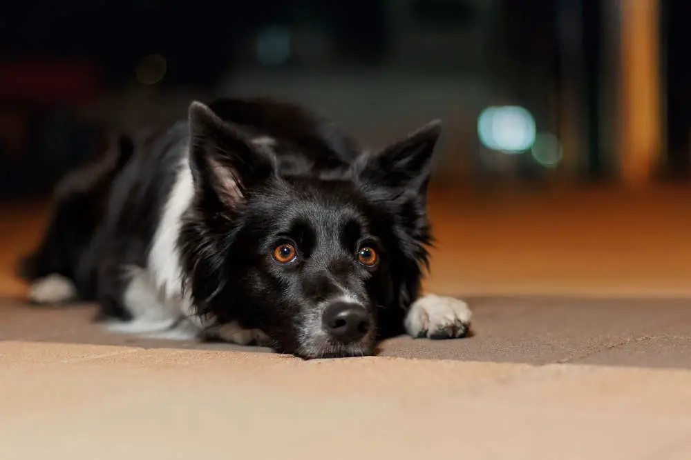 Dog outside at night