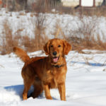 Can Golden Retrievers Tolerate Cold Weather?