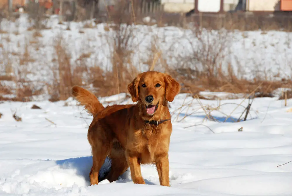 Golden Retriever outside in the cold