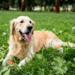 When Do Golden Retrievers Go Into Heat?