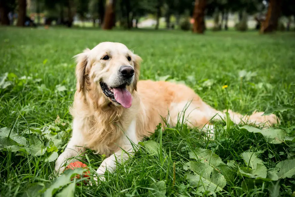 Golden Retriever resting in a field