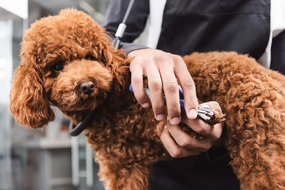 Dog getting nails clipped