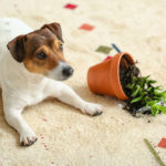 How Do You Discipline a Jack Russell?