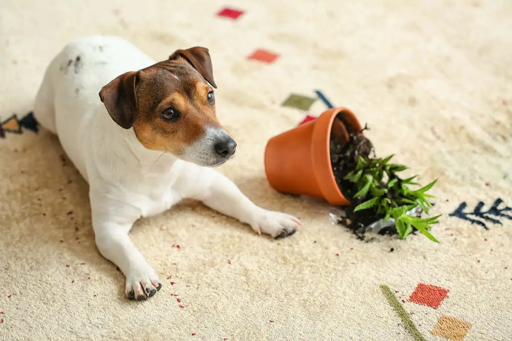 Jack Russell getting disciplined after knocking over plant