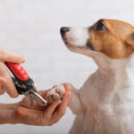 Jack Russell getting nails trimmed