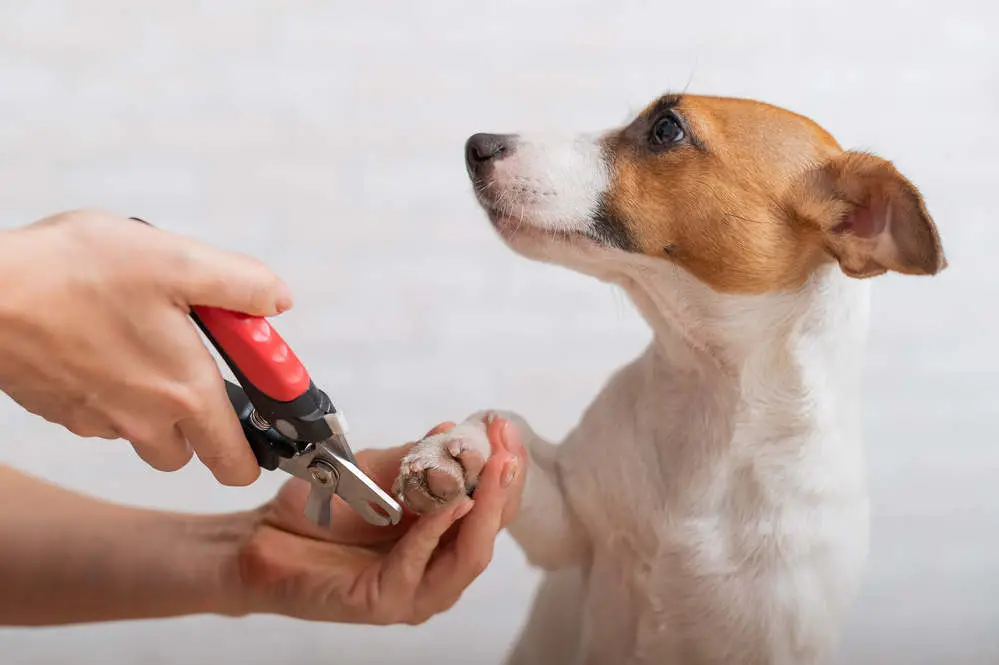 Jack Russell getting nails trimmed